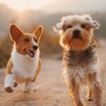 Covid 19 and Dogs - how to prevent Covid 19