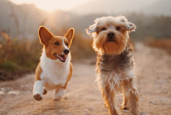 Covid 19 and Dogs - how to prevent Covid 19