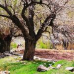 Ladakh leaders hope for statehood