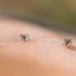 Bharat Biotech Chikungunya Vaccine Development enters Important Phase II/III trial in Costa Rica