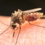 Soon the World to Get its First Malaria Vaccine