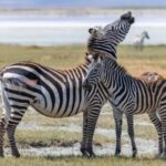 Probe Begins on the Baffling 11 Zebra Deaths in Bangladesh Safari Park