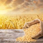 Now, UAE suspends Indian wheat exports for 4 months