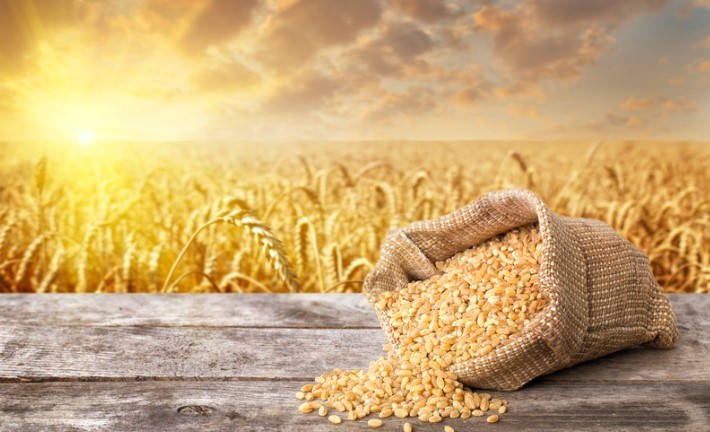 Now, UAE suspends Indian wheat exports for 4 months