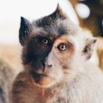 Monkeypox records 20% drop globally, but still high in the US