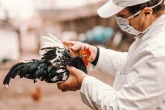 H5N1 bird flu
