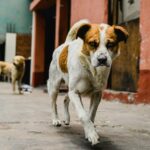 stray dogs
