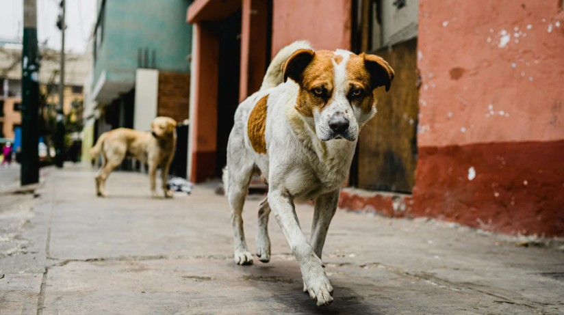 stray dogs