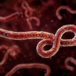 Ebola